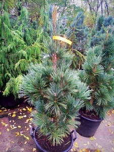 Сосна «Glauca»