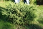 Ель «Nidiformis»