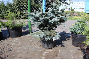 Ель «Glauca globosa» (Глаука Глобоза)