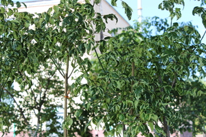 Клен «Elegans»